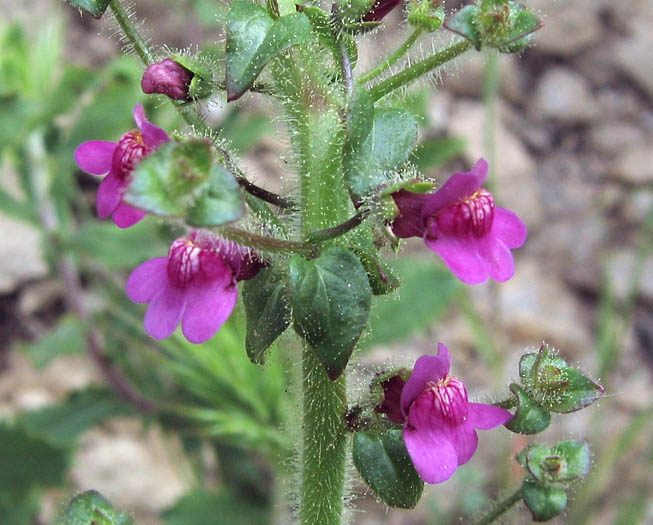 Detailed Picture 2 of Violet Snapdragon