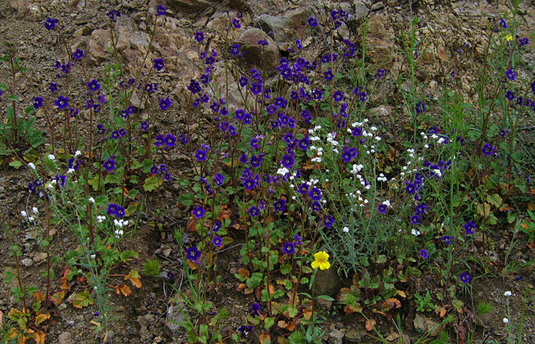 Detailed Picture 6 of Parry's Phacelia