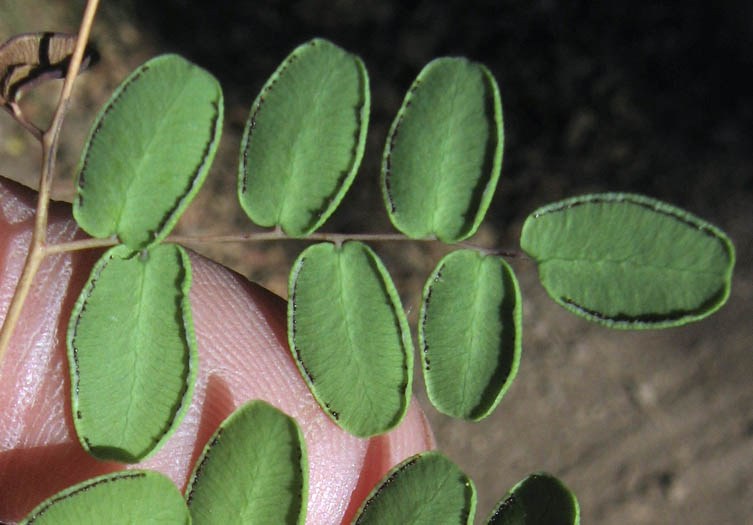 Detailed Picture 2 of Coffee Fern