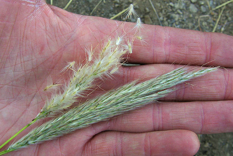 Detailed Picture 5 of Cane Bluestem