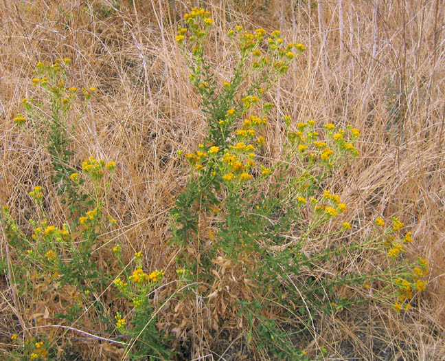 Detailed Picture 5 of Coast Goldenbush