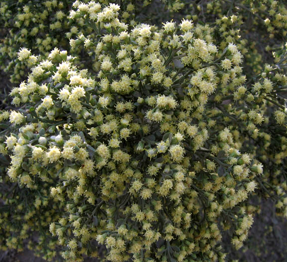 Detailed Picture 3 of Coyote Brush