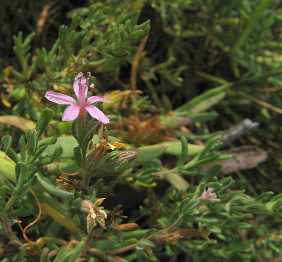 Detailed Picture 3 of Alkali Heath