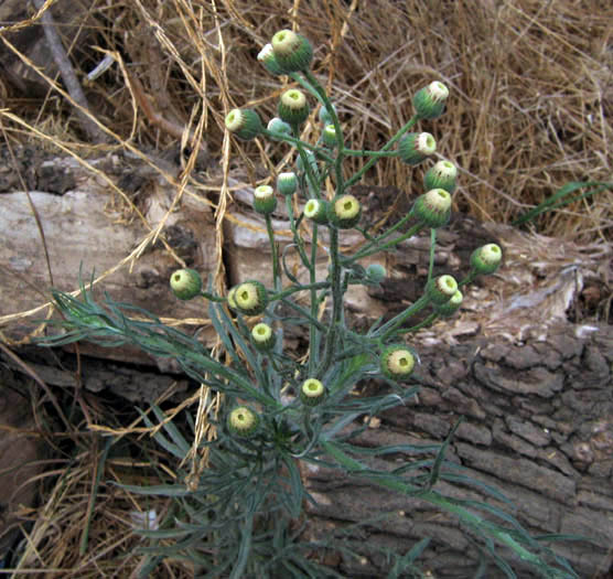 Detailed Picture 3 of Little Horseweed