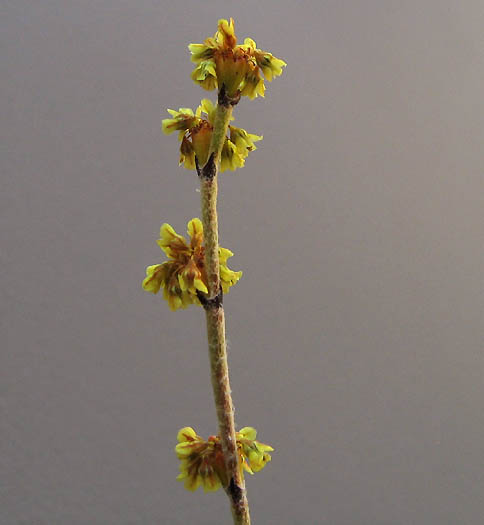 Detailed Picture 2 of Slender Buckwheat