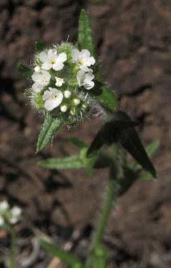 Detailed Picture 2 of White Forget-me-not