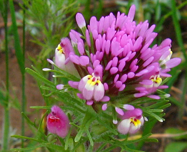 Detailed Picture 2 of Purple Owl's Clover