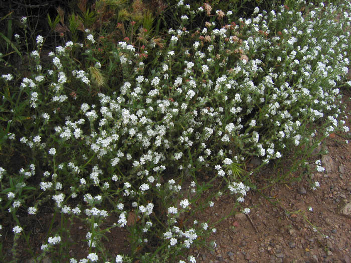 Detailed Picture 4 of Large-flowered Popcorn Flower