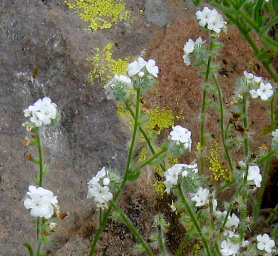 Detailed Picture 3 of Large-flowered Popcorn Flower