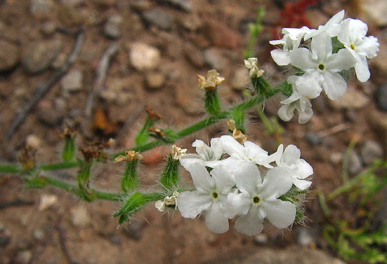 Detailed Picture 2 of Large-flowered Popcorn Flower