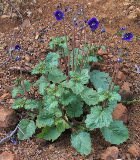 Detailed Picture 5 of Parry's Phacelia