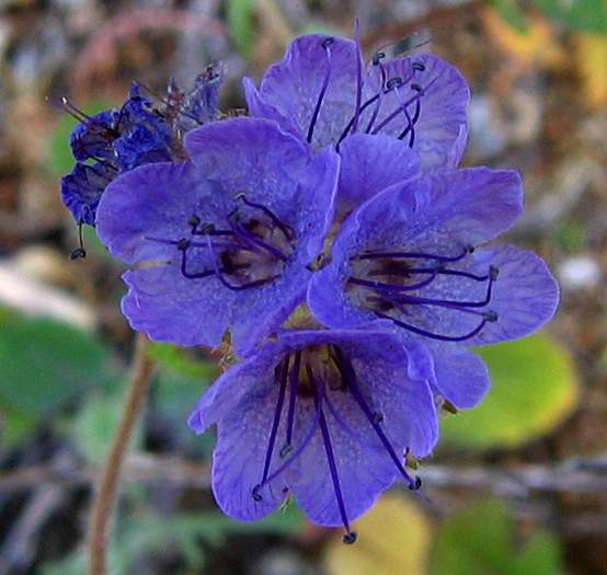 Detailed Picture 1 of Fern-leaf Phacelia