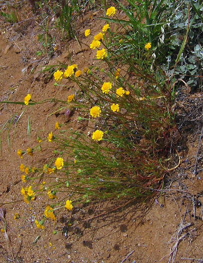 Detailed Picture 5 of Yellow Pincushion