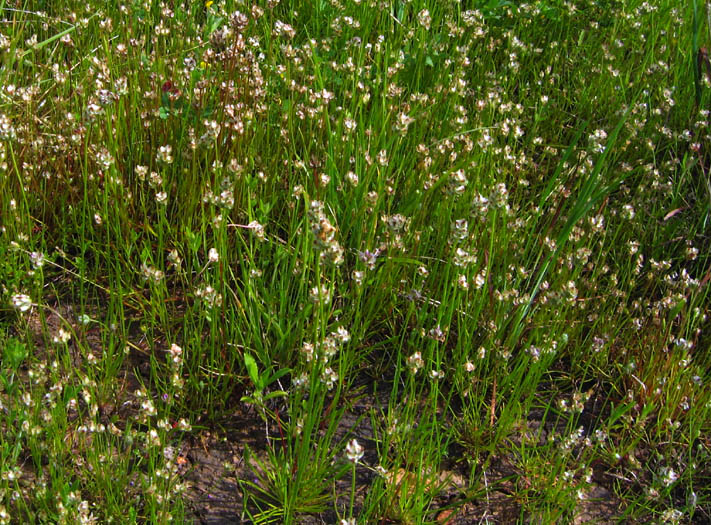 Detailed Picture 6 of California Plantain