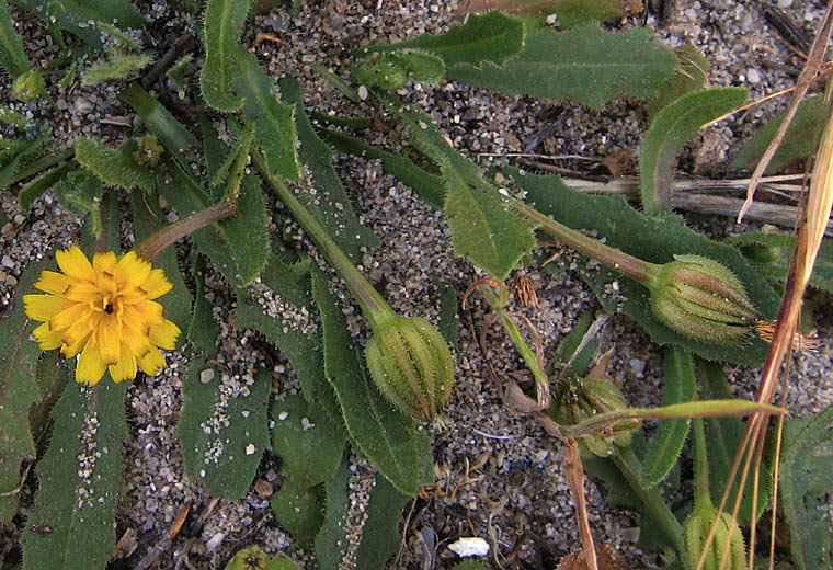 Detailed Picture 2 of Hedypnois
