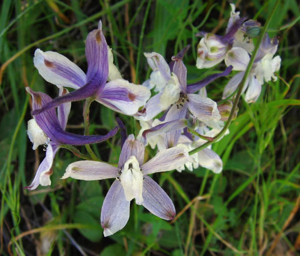 Detailed Picture 4 of Parry's Larkspur