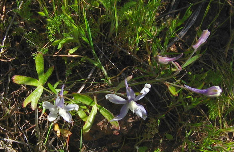 Detailed Picture 6 of Parry's Larkspur