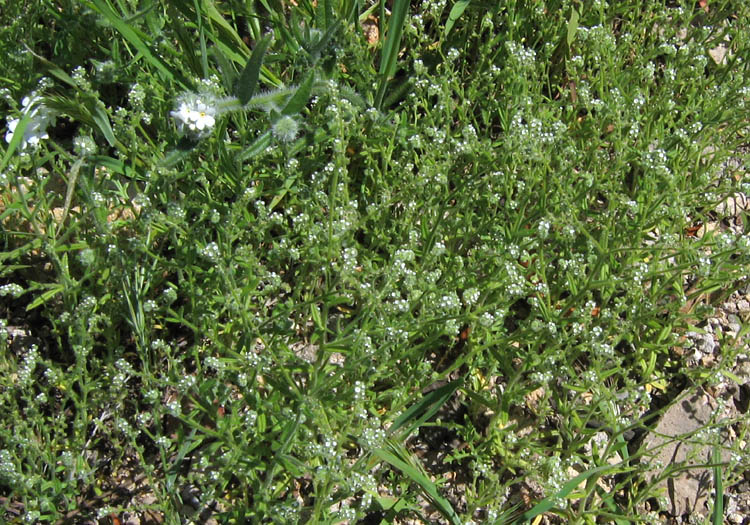 Detailed Picture 5 of Minute-flowered Popcorn Flower