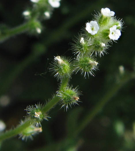 Detailed Picture 3 of Minute-flowered Popcorn Flower