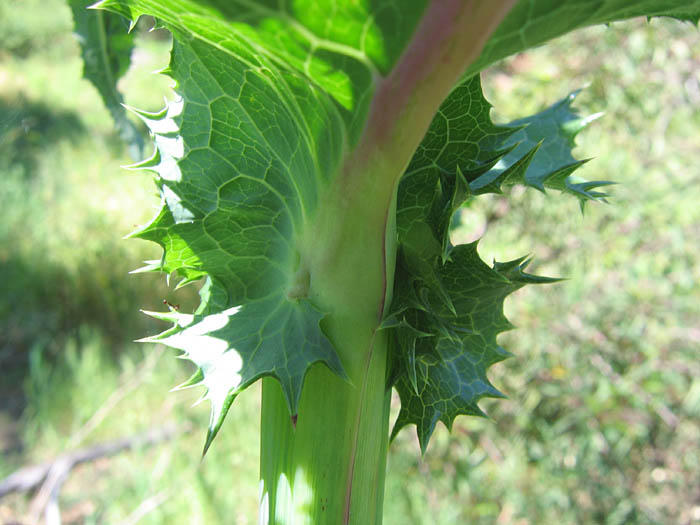 Detailed Picture 6 of Prickly Sow Thistle