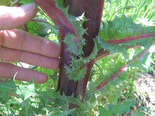 Detailed Picture 5 of Prickly Sow Thistle