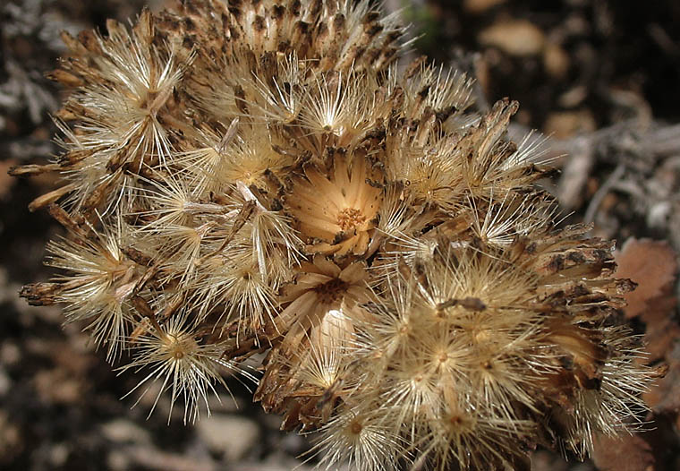 Detailed Picture 6 of Prostrate Coast Goldenbush