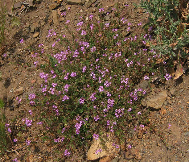 Detailed Picture 4 of Red-stem Filaree