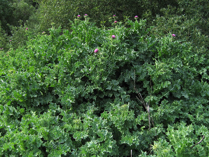 Detailed Picture 5 of Milk-thistle