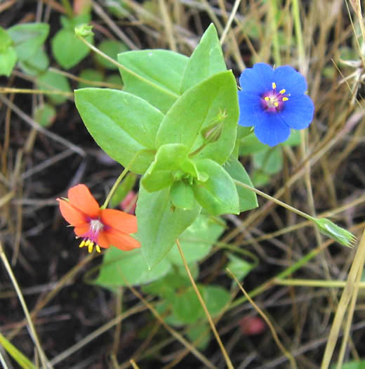 Detailed Picture 4 of Scarlet Pimpernel