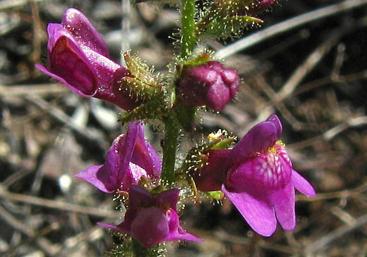 Detailed Picture 1 of Violet Snapdragon