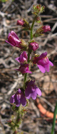 Detailed Picture 3 of Violet Snapdragon