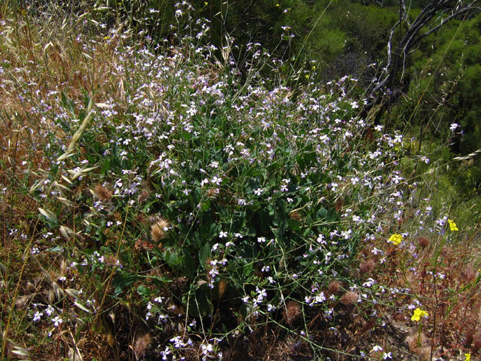 Detailed Picture 5 of Wild Radish