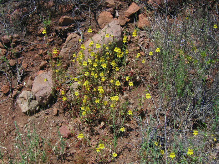 Detailed Picture 5 of Yellow Monkey Flower