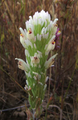 Detailed Picture 5 of Purple Owl's Clover