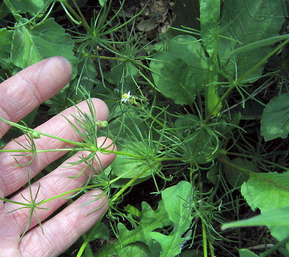 Detailed Picture 3 of Corn Spurry