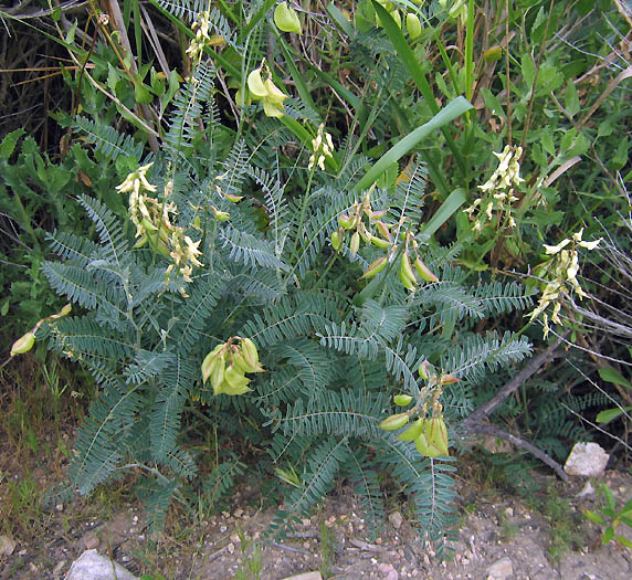 Detailed Picture 3 of Southern California Locoweed