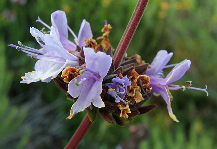 Detailed Picture 2 of Black Sage