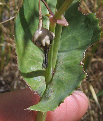 Detailed Picture 6 of Sow Thistle