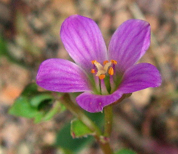 Detailed Picture 2 of Brewer's Red Maids