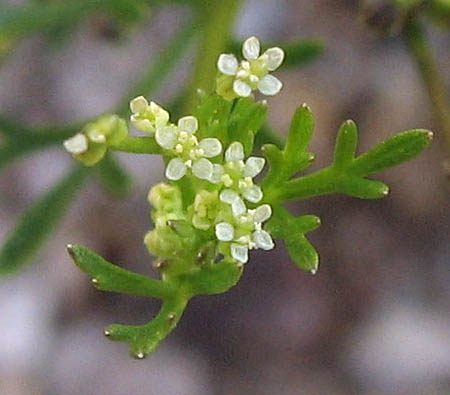 Detailed Picture 3 of Wild Celery