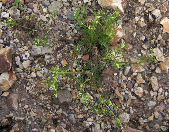 Detailed Picture 6 of Wild Celery