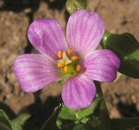 Detailed Picture 1 of Brewer's Red Maids