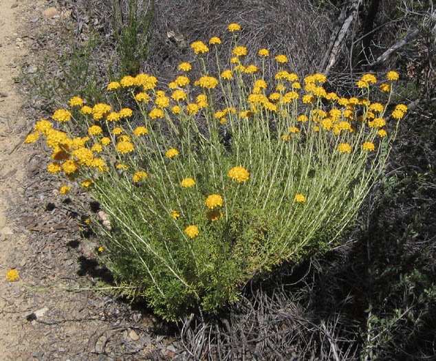 Detailed Picture 5 of Golden Yarrow