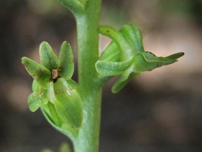 Detailed Picture 1 of Alaskan Rein Orchid