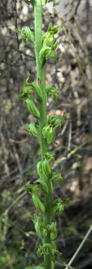 Detailed Picture 3 of Alaskan Rein Orchid