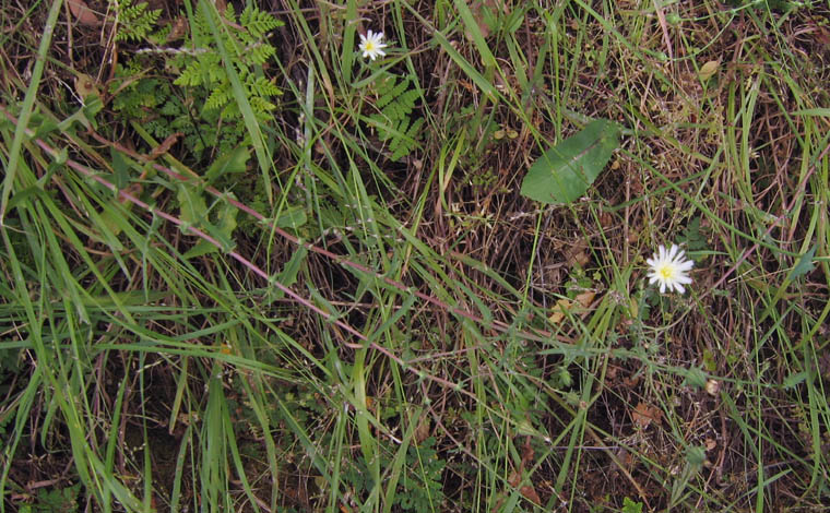 Detailed Picture 5 of California Chicory