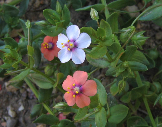 Detailed Picture 5 of Scarlet Pimpernel