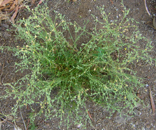 Detailed Picture 4 of Hairy Sandspurry