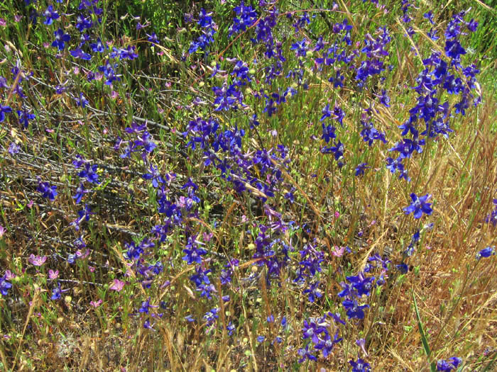 Detailed Picture 10 of Parry's Larkspur