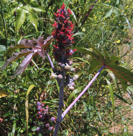 Detailed Picture 4 of Castor Bean